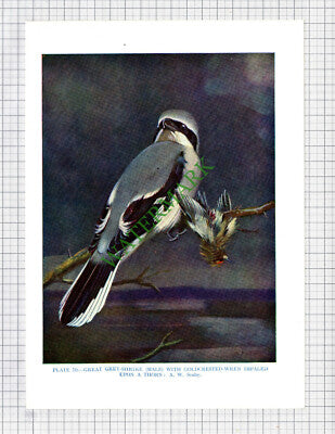 9638) GREAT GREY SHRIKE A Seaby - 1966 Bird Book Print