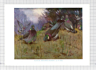 9653) RING DOVE   A W Seaby - 1966 Bird Book Print
