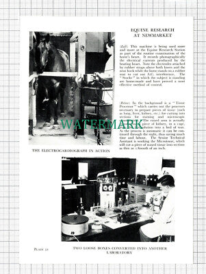 C5492) Equine Research Centre Newmarket Horse - 1955 Double-Sided Cutting