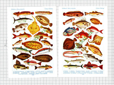 Fish Fishes  - c.1950s Book Prints