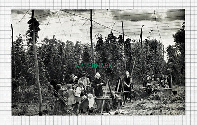 C5537) Hop Picking Paddock Wood Kent - 1950s Print / Cutting
