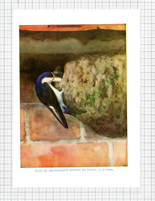 HOUSE MARTIN Bird  G E Collins  - c.1960s Book Print