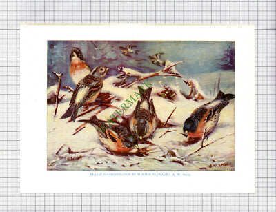 9549) BRAMBLING  A W Seaby - 1966 Bird Book Print