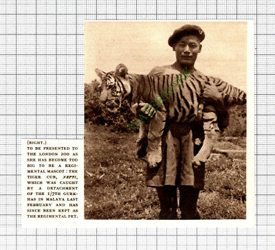 C8062) 1/7th Gurkhas Malaya Tiger Cub Nepti London Zoo  -1952 Cutting