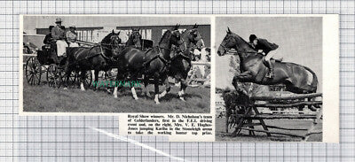 C5280) D Nicholson Gelderlanders Mrs V E Hughes-Jones Horse - 1971 Cutting