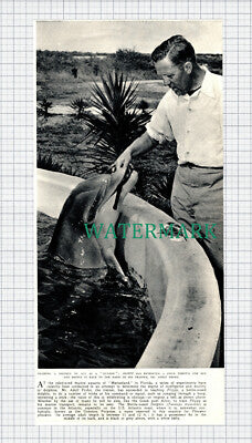 (X34) Mr Adolf Frohn Traniner Marineland Florida Flippy The Dolphin - 1951 Clip