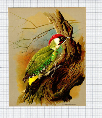 Green Woodpecker  Basil Ede  - 1960s Bird Print