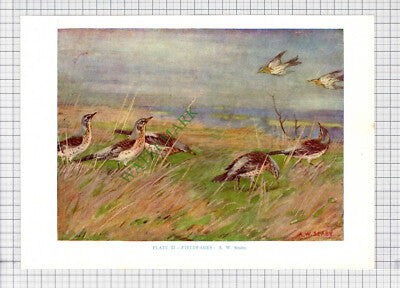9578)  FIELDFARE  A W Seaby - 1966 Bird Book Print