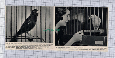 C748) United Services Cage Bird Association Show Kensington Drill Hall - 1951