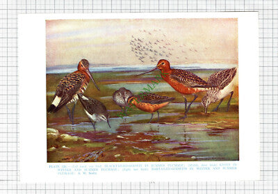 Sea Birds Blacktailed Godwit Bartailed  Knots A W Seaby  - c.1960s Book Print