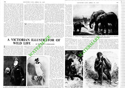 Joseph Wolf Illustrator  - 1967 Article