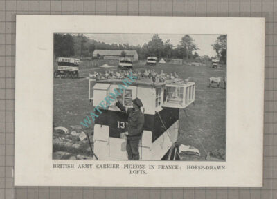 C3899) British Army Carrier Pigeons Horse Drawn Lofts War - c.1918 Book Print