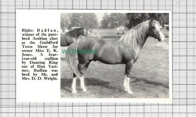 C2606) Radfan Arabian Horse Miss E K Jones Mrs DD Wright - 1968 Clip