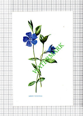 LESSER PERIWINKLE Botannical Flower Plant PRINT  -   c.1900 Small Print
