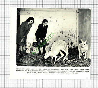 Albino Kangaroos London Zoo Winston Churchill - 1947 Small Cutting
