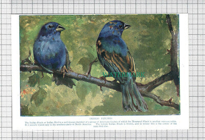 C3031) Indigo Finch Bird Print - c.1920s Cutting