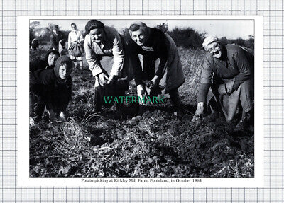C5895) Pecks House Farm Westerhope Kirkley Mill Farm Ponteland - Cutting