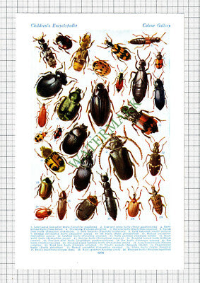 Beetles  - c.1940s Cutting / Prints