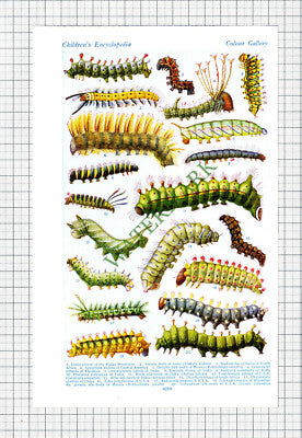 Moths  - c.1940s Cutting / Prints