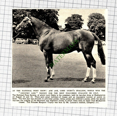 C3027) ACK ACK Lord Digby Horse National Pony Society - 1952 Cutting