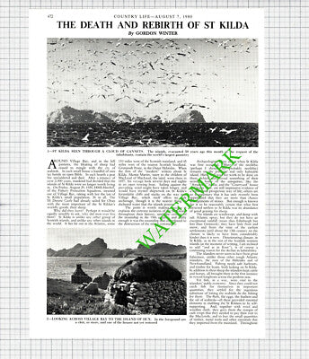 St Kilda  - 1980 Article