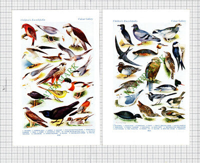 Birds  - c.1950s Book Prints