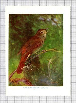 9582) NIGHTINGALE  A W Seaby  - 1966 Bird Book Print