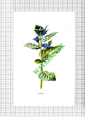 ALKANET Botannical Flower Plant PRINT  -   c.1900 Small Print
