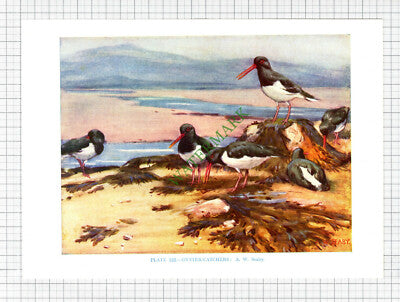 OYSTER CATCHERS  Bird Print  A W Seaby  - c.1960s Book Print