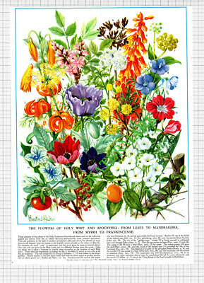 Holy Plants Fruit Herbs Flowers Religious Bible  -1950s 2-Part Cutting / Print