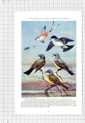 Kingbirds Eastern  Flycatcher Bird Allan Brooks - c.1936 Book Print / Cutting