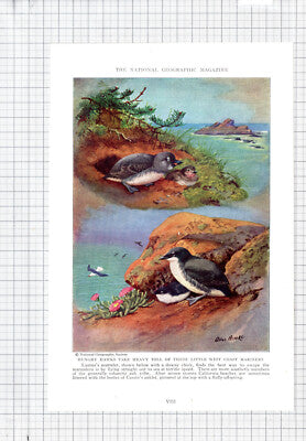 Xantus Xantus's Murrelet Bird Allan Brooks - c.1936 Book Print / Cutting
