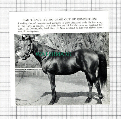 C5479) Fau Tirage Horse Mr J A Dewar New Zealand - 1955 Cutting