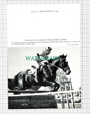 C5482) D Ancil Horse Jumping Galway Boy Richmond Show - 1955 Cutting