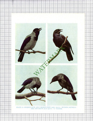 9536) CROW H Goodchild - 1966 Bird Book Print