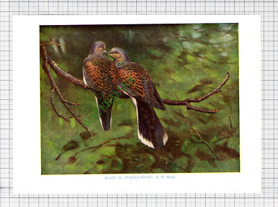 9652) TURTLE DOVES  A W Seaby - 1966 Bird Book Print