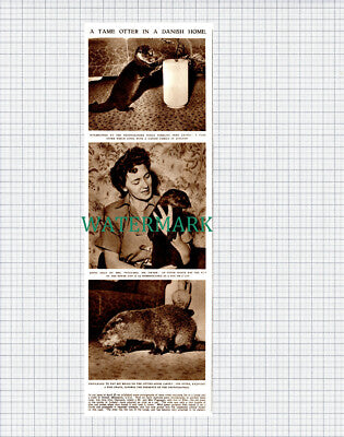 (X281) Mr & Mrs Puggaard Tame Otters In Ribe Jutland Denmark - 1953 Clip