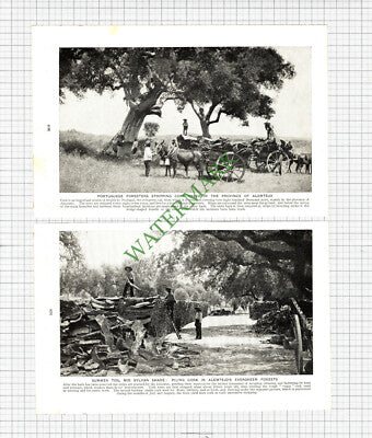 Alentejo Portugal Cork Production - c.1930s 2-Part Cutting
