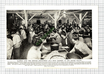 Kidney Bean Cannery America  - c.1920s Cutting / Print