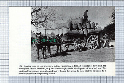 C4876) Alton Hampshire Hop Loading - 1970s Cutting