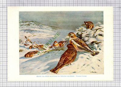9571) SNOW BUNTING Winifred Austen - 1966 Bird Book Print