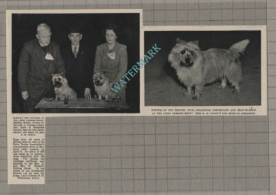 C3123) Rev A Hybart Miss BM Dixon HF Whitehead Cairn Terrier Show - 1952 Clip