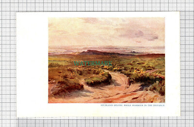 C5104) Studland Heath Dorset - SMALL Print c.1948