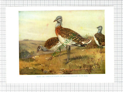 Great Bustard Bird  A W Seaby  - c.1960s Book Print