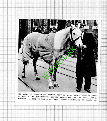 King's Horse Royal Basuto Pony Basutoland Gift - 1947 Cutting