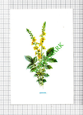 Agrimony   Botannical Flower Plant PRINT  -   c.1900 Small Print