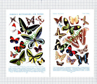 Foreign Butterflies and Moths - c.1950s Two Part Print / Cutting