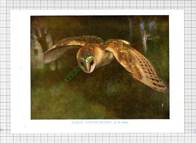 9648) BARN OWL   A W Seaby - 1966 Bird Book Print