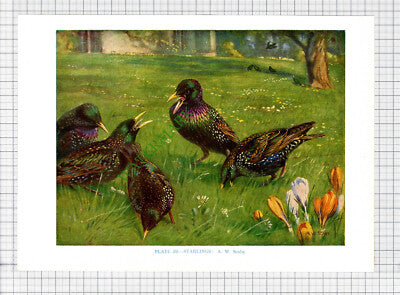 9646) STARLING A W Seaby - 1966 Bird Book Print