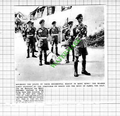 Taffy IX Mascot Goat Death 1st Battalion The Welch Regiment  - 1953 Cutting